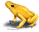 Frog - copyright Joe Trumpey