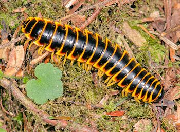 Apheloria virginiensis corrugata miilipede