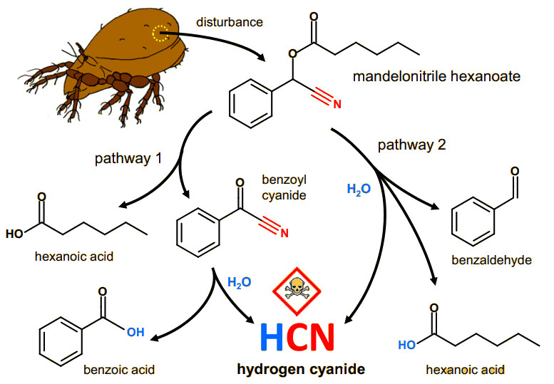 Biochemical pathway for HCN storage and release via MNH