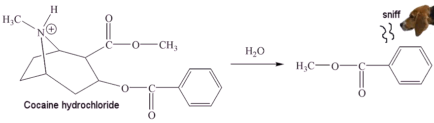 Sniffer dogs detecting methyl benzoate