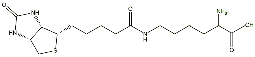 Biocytin