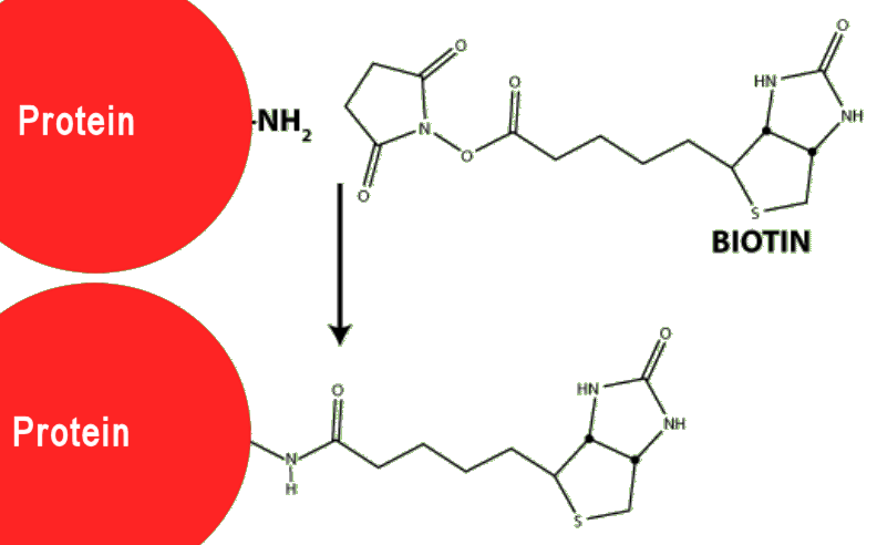 Biotin reagent