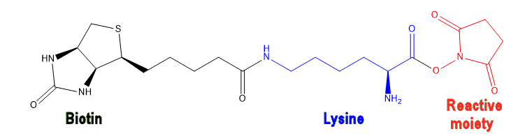 A biotinylation reagent
