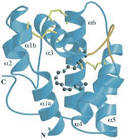 Structure of the PBP