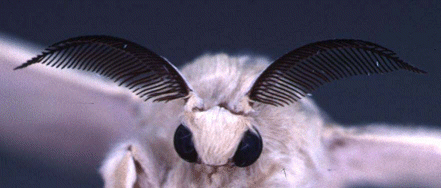 Moth's antennae - from: http://chemecol.ucdavis.edu/Research.html