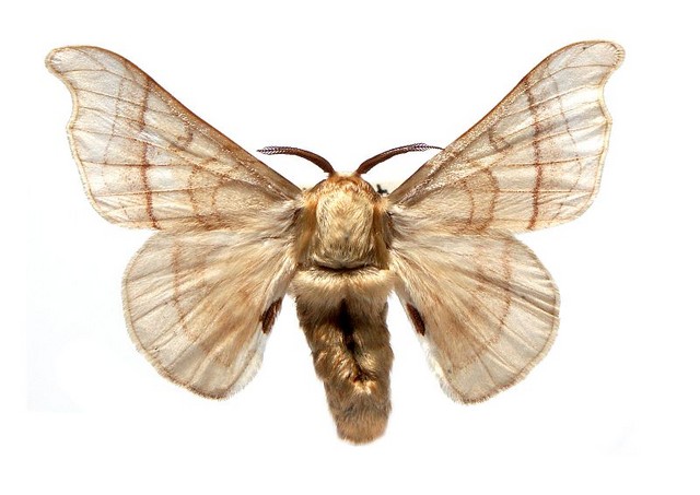 bombyx mori moth