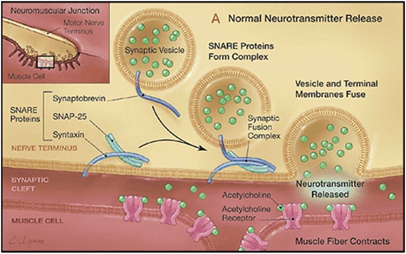 Normal function of a synapse