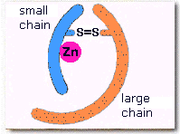 Structure of botulinum toxin