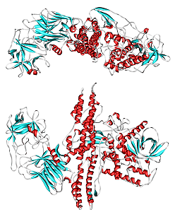 Detailed structre of botulinum