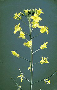 Brassica napus