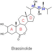 Brassinolide structure - click for 3D VRML structure file