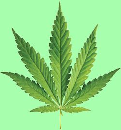 Cannabis leaf