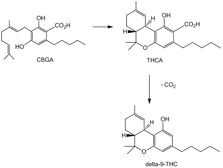 Biosynthesis of THC