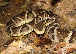 Bothrops jararaca