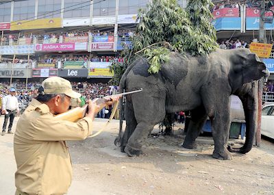 A vet shooting an elephant in India