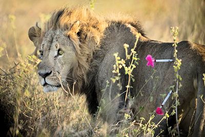 A lion shot with two tranquilliser darts