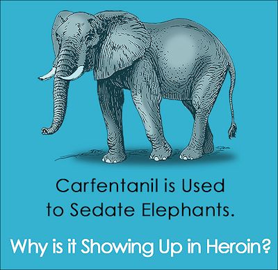Why is an elephant tranquiliser being found in heroin?