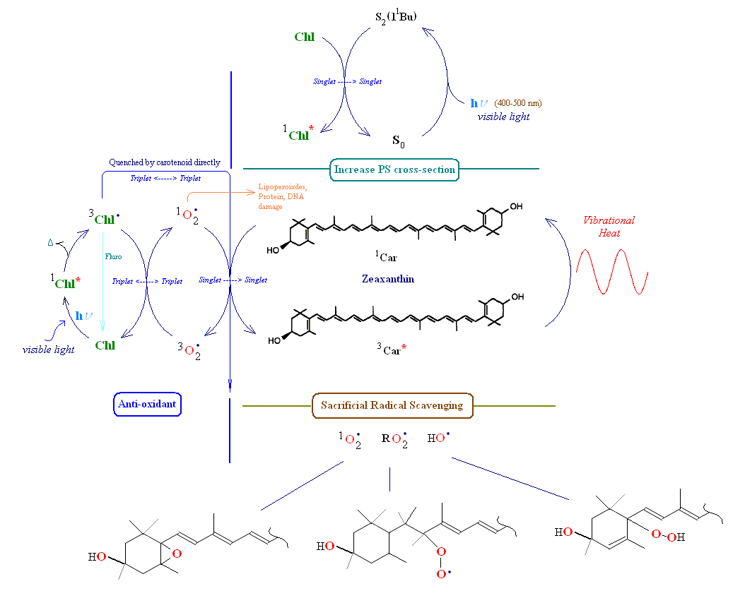 Carotenoid chemistry