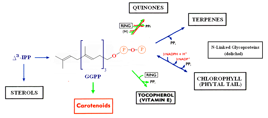 Biochemical position of Carotenoids in Isoprenoid Chemistry
