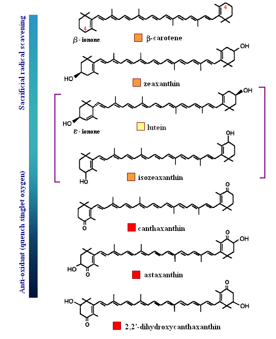 Reactivity towards radicals and electrophilic oxidants