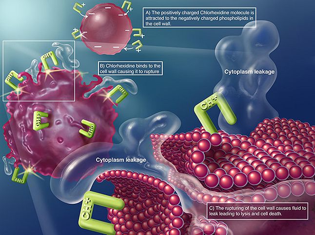 Antibacterial mechanism of chlorhexidine