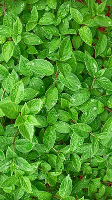 Green leaves