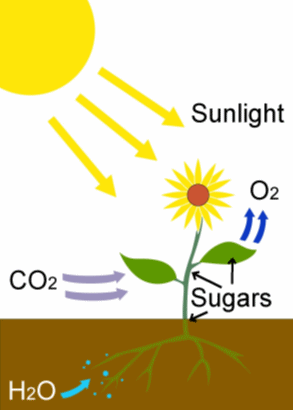 Photosynthesis