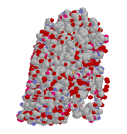 Chlorophyll protein