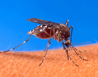 Aedes