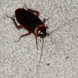 American cockroach