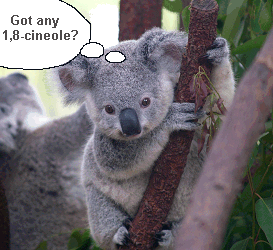 A hungry koala