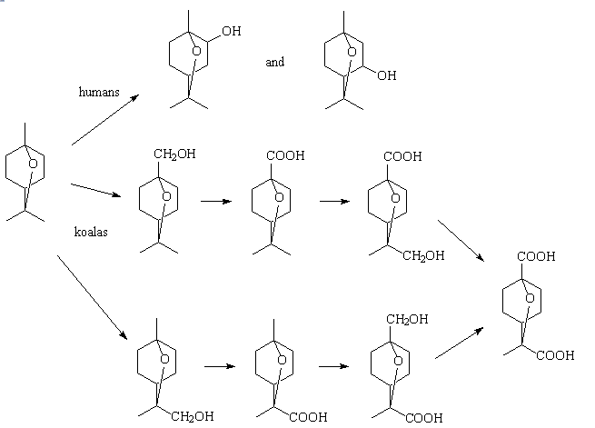 Metabolism pathways for cineole