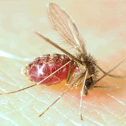 Lutzomyia longipalpis