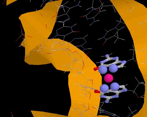 graphic of cisplatin bound to DNA