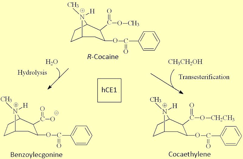 metabolites