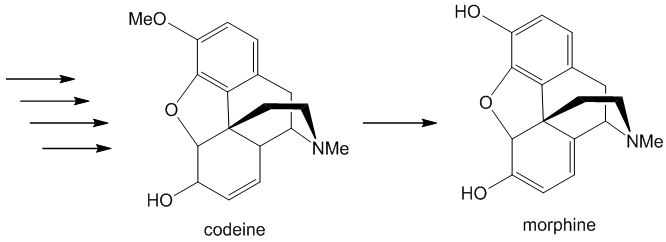 Synthesis of codeine and morphine