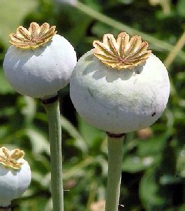 Opium Poppy