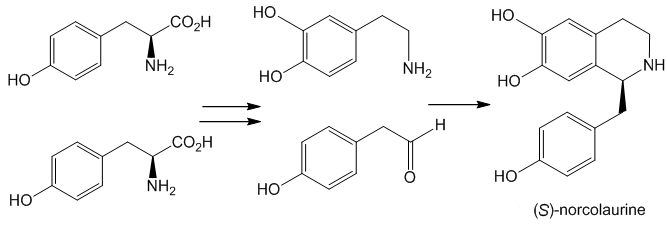 Synthesis of skeleton