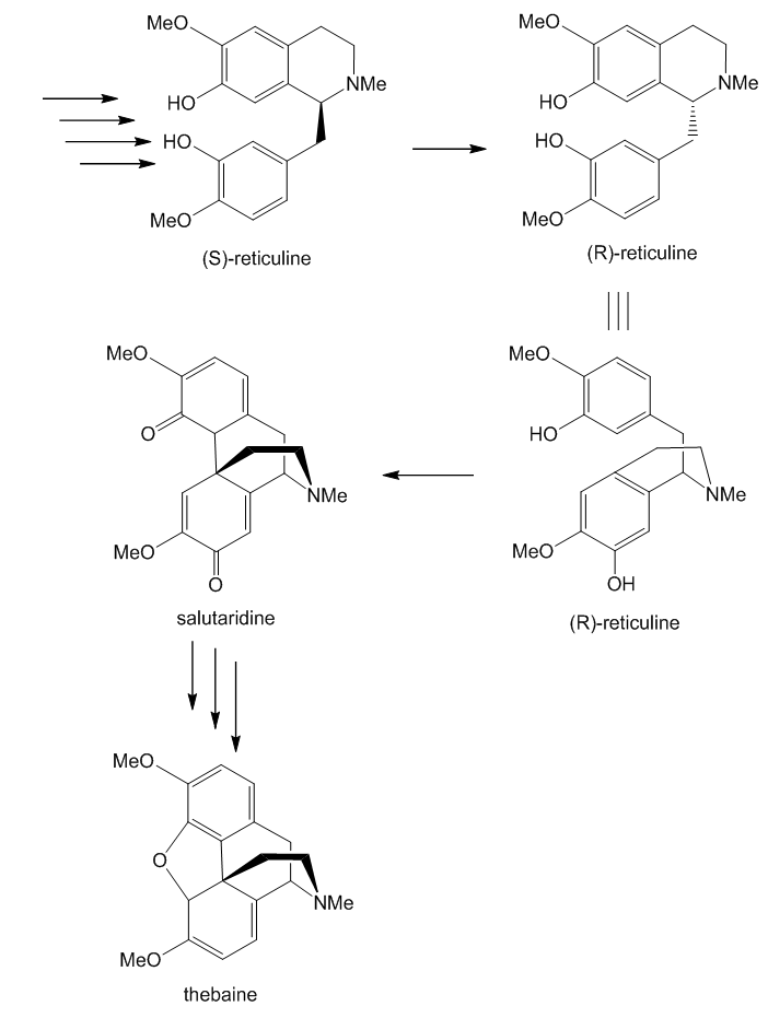 Synthesis of thebaine