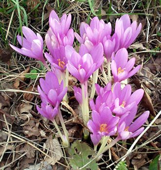 colchicum_autumnale