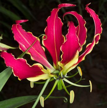 gloriosa superba