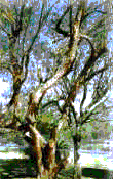 Bush Willow tree
