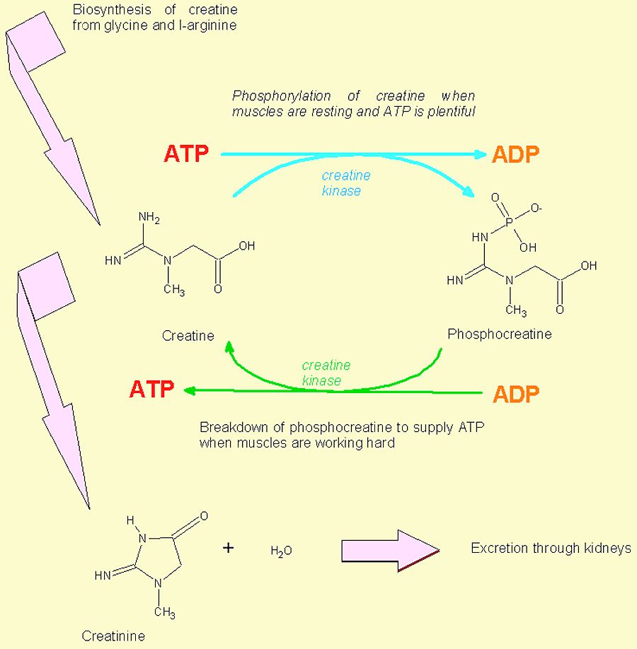 The creatine/ATP cycle