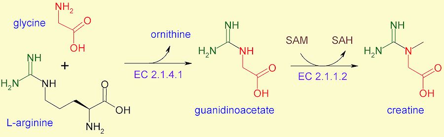 Biosynthesis of creatine