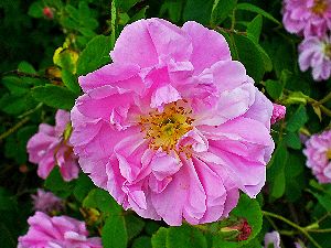 Damask rose from WikiMedia Commons: https://commons.wikimedia.org/wiki/File:Rosa_damascena_003.JPG