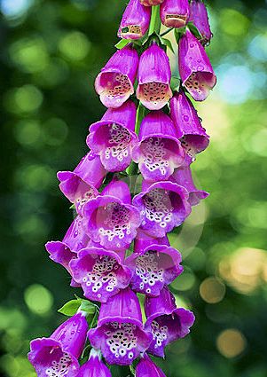 purple-foxglove