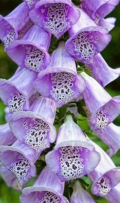 purple-foxglove2