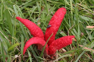 Clathrus archeri