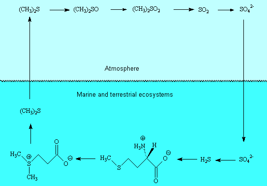 Global sulphur cycle: (based on T.G.Chasteen and R.Bentley, J.Chem.Educ., 2004, 81, 1524)