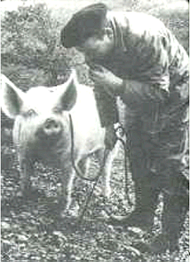 Pigs searching for truffles.  From: http://www.mycolog.com/chapter18.htm